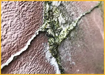 Boca Raton Restoration Company Boca Raton, FL 561-275-5990 - cont-img-mold
